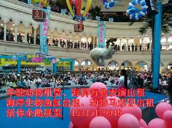 吉安市出租马戏团杂技表演-鹦鹉表演)_志趣网