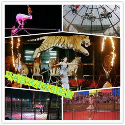 石狮市专业活体企鹅出租