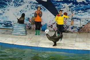 凤城欢迎邂逅海洋生物展海狮表演项目