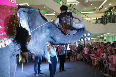 出租大型精彩马戏团表演沧州市