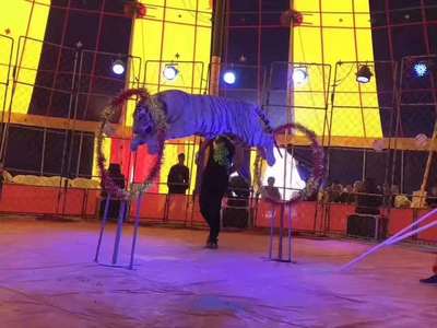 吴忠马戏团表演出租公司电话