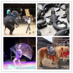 皇家大马戏团杂技表演出租 动物表演 骑乘马羊驼展览出租