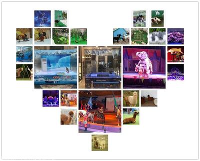 本地大象羊驼出租矮马租赁,马戏团商演,百鸟园展览联系方式