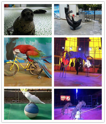 义马市海洋展出租活体企鹅出租马戏团