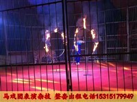 马戏团表演出租哪有 狮虎表演图片 小马戏团表演出租价