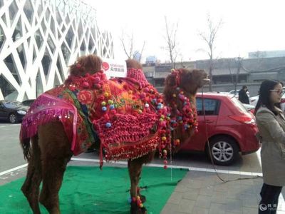 马戏团动物表演出租