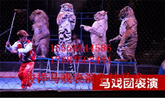 镇平专业环球飞车马术表演出租租赁马戏表演