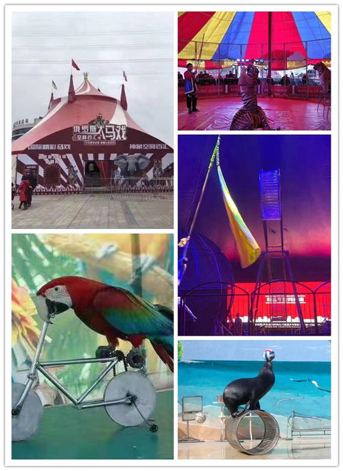 汕头出羊驼大型庆典