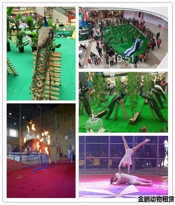 新郑马戏团表演租赁哪家好