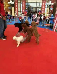 马戏团杂技表演价格一天多少钱出租公司介绍 货源充足