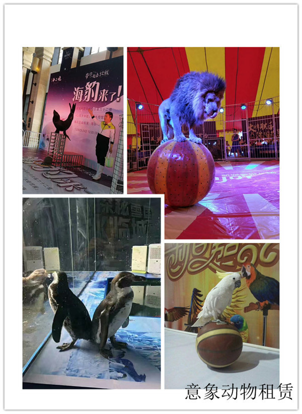 玉溪市哪里有马戏团表演出租项目多