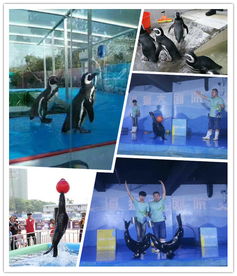 温岭市动物萌宠展览表演出租大冶市