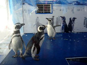 普洱出租萌宠动物表演