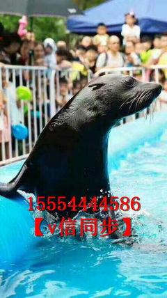 海狮海豹表演活动火爆租赁出租马戏团表演项目