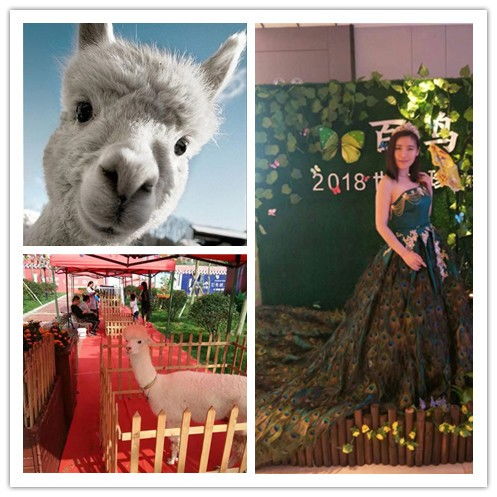 梧州哪有羊驼出租