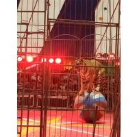 【哪里有马戏团表演出租的狮虎表演出租专业马戏活动图片】哪里有马戏团表演出租的狮虎表演出租专业马戏活动