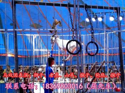 陕西省渭南市哪里有出租海狮表演、马戏团表演的呀!
