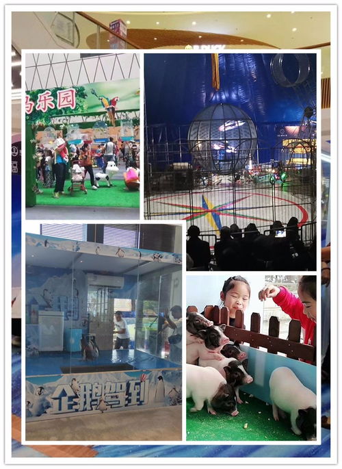 建德市马戏团杂技表演出租