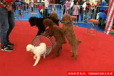 租赁马戏表演价格咨询许昌市