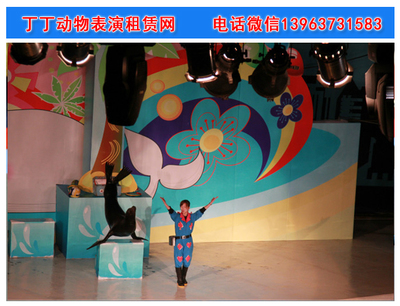 河南海狮表演出租