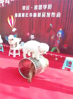 马戏团表演出租狮子老虎表演出租狗熊猴子小马戏表演出