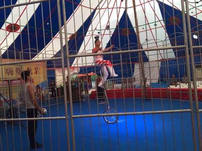 马戏团大型驯兽表演出租 皇家大马戏活动方案租赁