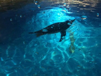 湖南省衡阳市海狮表演租赁这些美人鱼都美丽的令人窒息