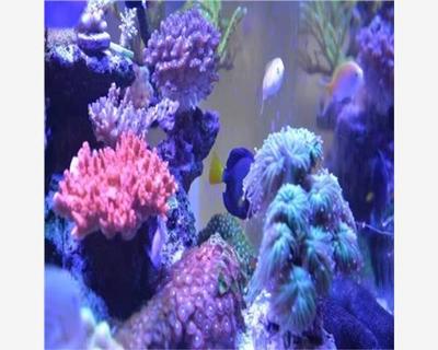 独山县马戏团演艺公司