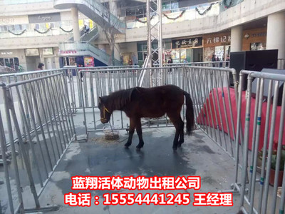 出租活体企鹅出租马戏团福建省 。