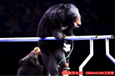 精彩马戏团表演出租(节目单有什么)