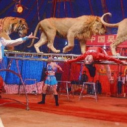 马戏团杂技表演皇家马戏团表演租赁