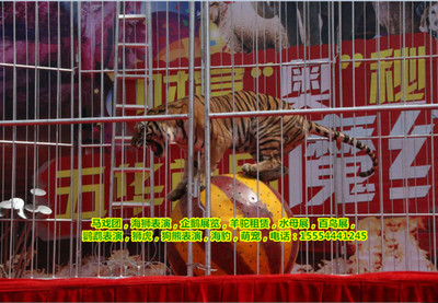 河北省三河市海洋生物租赁萌宠马戏团表演