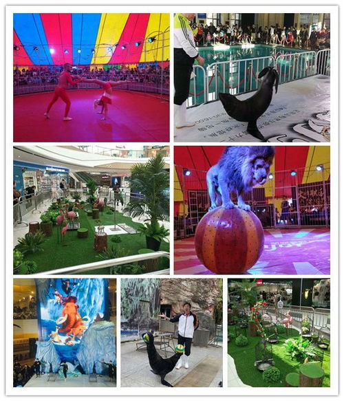 滕州哪有出租鹦鹉表演的