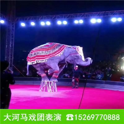 海口羊驼出租 萌宠动物租赁