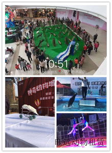 张家界市海狮表演出租企鹅合作方式