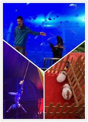 浙江省皇家马戏团表演出租租赁海洋展