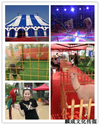 丰镇马戏团狮虎表演出租名气大的