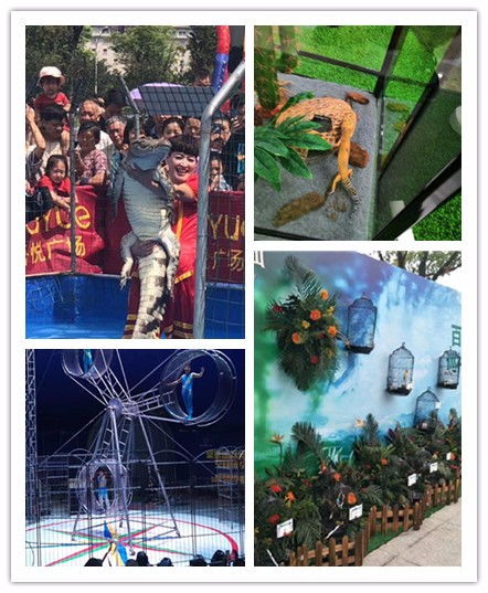 青岛市萌宠租赁