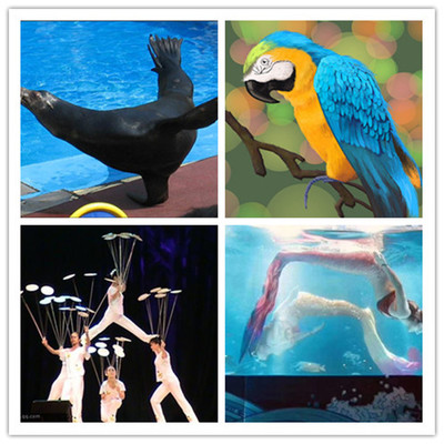 灯塔哪里有出租马戏团表演的