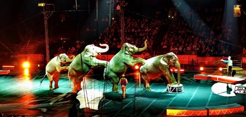 俄罗斯皇家马戏团马戏团租赁方案