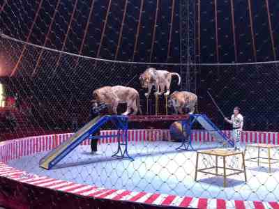 无锡环球飞车出租附近马戏团资源