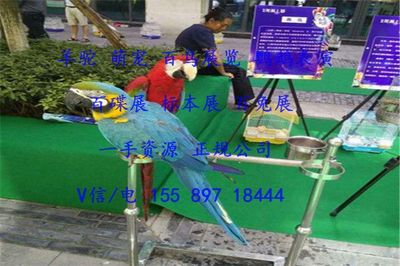 济宁市马戏团表演出租暖场互动的羊驼展览租赁报价