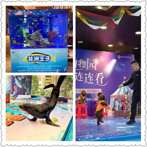 徐州市马戏团表演出租档期充足哪里有