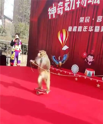 马戏团表演出租狮子老虎表演出租狗熊猴子小马戏表演出