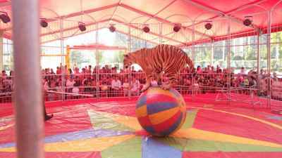 大型马戏团河南南阳市大型马戏团租赁价格