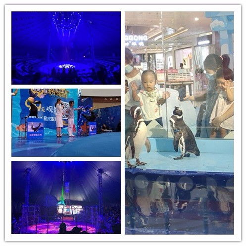 古田县马戏团表演出租