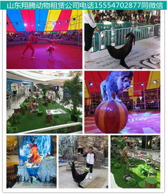 高密马戏团出租活动现场气氛爆棚