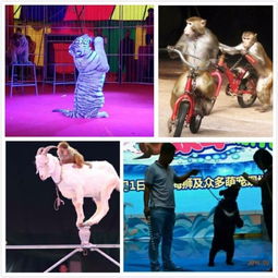 邹城动物表演马戏团出租价格便宜