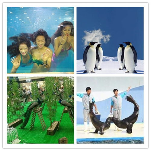 普兰店市哪有马戏团表演出租