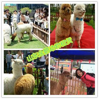 杭州市马戏团表演出租 鹦鹉表演租赁_志趣网